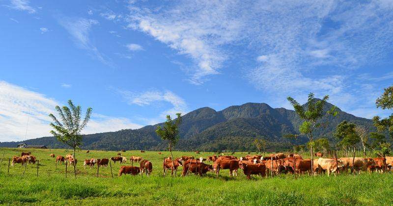 Ditjenpkh.pertanian.go.id